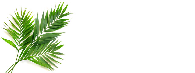 Palm leaves on white isolated background.