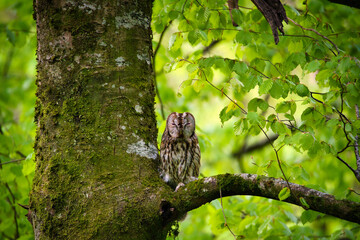 Sleeping owl on a branch in the forest