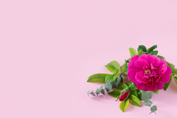 Beautiful pink rose with green eucalyptus  and place for your text on delicate paper background.
