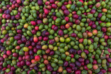 Coffee seed red and green background