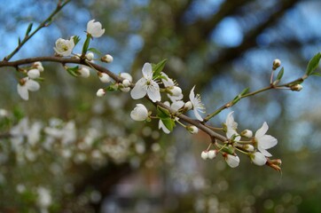 blooming tree