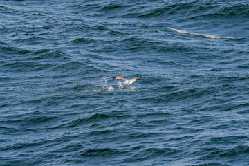 Fototapeta premium Atlantic Yellow-nosed Albatross (Thalassarche chlororhynchos) in South Atlantic Ocean, Southern Ocean, Antarctica