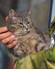 smoky tabby cat on the background of a window