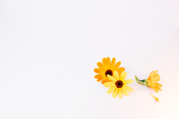 Obraz premium Calendula. Flowers on white background with copy space