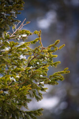 Pine tree branch blurry background.