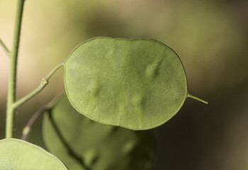 Lunaria annua silver dollar money plant moonwort Cruciferae plant with beautiful purple flower seeds inside a green coin-like pod on blur background