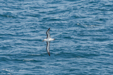 Fototapeta na wymiar Atlantic Yellow-nosed Albatross (Thalassarche chlororhynchos) in South Atlantic Ocean, Southern Ocean, Antarctica