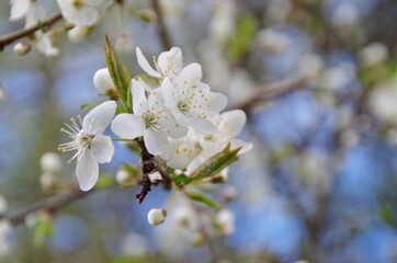 tree blossom