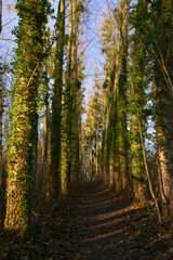Fototapeta premium Chemin en perspective entre les arbres aux étangs de Cergy (95000), département du Val-d'Oise en région Île-de-France, France