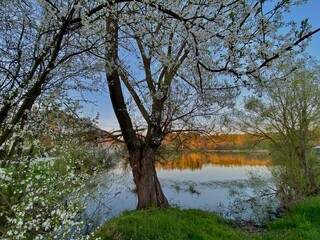 tree in the water