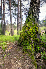 mech na drzewie park spacer las Międzylesie