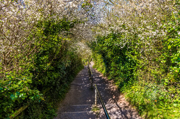 A view of the steps leading to the clifftop path on the Pembrokeshire coast, South Wales in springtime