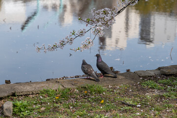 ducks on the lake