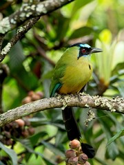 Closeup portrait of Blue-Crowned Motmot (Momotus momota) sitting in tree Vilcabamba, Ecuador.
