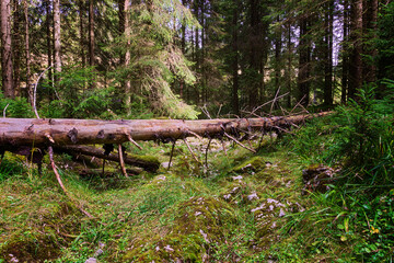 footpath into the woods