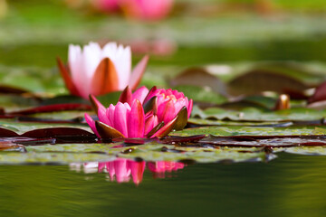pink water lily on pond
