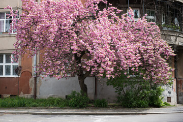 Pink cherry blossom