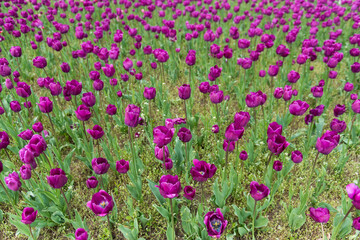 field of tulips