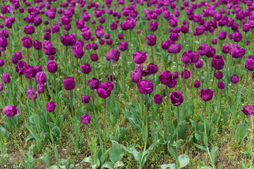 Fototapeta premium Field of tulips in the garden