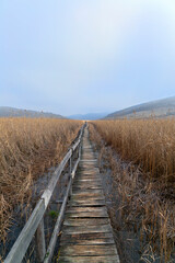 wooden bridge into the marshland