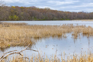 A Wisconsin marsh with woodlands in the background in the early spring.