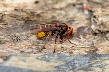 Common hornet (Latin Vespa crabro) hunts ants on an old tree stump