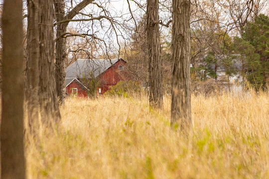 A red barn seen through a grove of hickory trees with tall golden grasses.