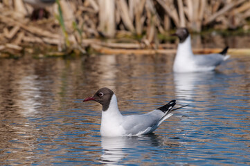 Black-headed Gulls (Larus ridibundus) at colony, Moscow region, Russia