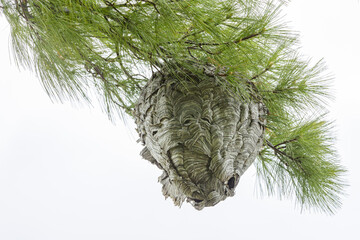 A large wasp nest in a pine tree seen from below.