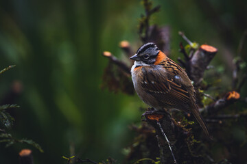Peaceful bird in magic forest. Rufous-collared sparrow or Andean sparrow (Zonotrichia capensis)