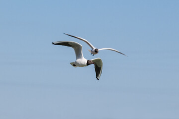 Black-headed Gulls (Larus ridibundus) at colony, Moscow region, Russia