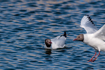Black-headed Gulls (Larus ridibundus) at colony, Moscow region, Russia