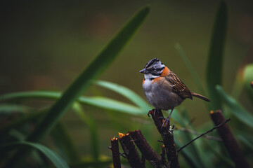 Peaceful bird in magic forest. Rufous-collared sparrow or Andean sparrow (Zonotrichia capensis)