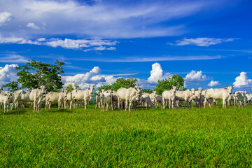 Bovine. Ox confinement farming. Livestock. Nellore.