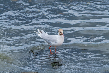 Brown-hooded Gull (Chroicocephalus maculipennis) by the bay, Montevideo, Uruguay