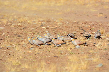 Spotted Sandgrouse, Pterocles senegallus, Ladakh, Jammu Kashmir, India