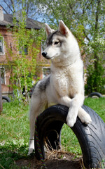 smart dog siberian husky resting in the yard after training 