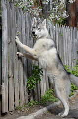 a thoroughbred smart young dog Siberian husky climbs into a blooming cherry orchard through an old wooden fence 