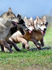Siberian Husky dogs of various colors running in a row train before the races 