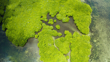 Mangrove trees in the water on a tropical island. An ecosystem in the Philippines, a mangrove forest.
