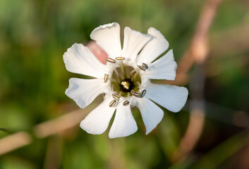 Close up of a sea campion (silene uniflora) flower in bloom