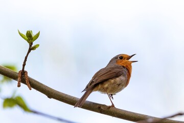 A close up portrait of a red breast passerine bird or European robin sitting on a branch of a tree in a forest chirping and singing to other birds. The bird is perched and has its beak or mouth open.