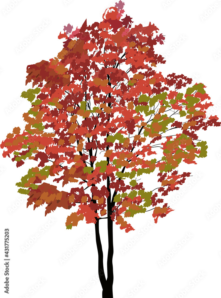Canvas Prints red and green maple tree isolated on white