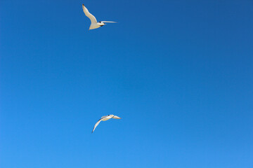 Gulls in flight