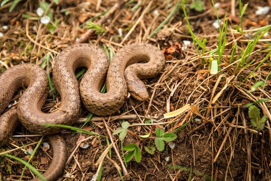 Smooth Snake - Coronella austriaca species of non-venomous brown snake in the family Colubridae. The species is found in Europe.