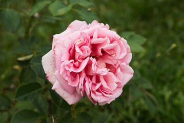 pink rose in garden