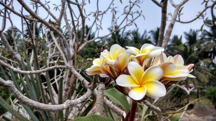 The Plumeria flower, few fully blossomed Plumeria flowers in India 