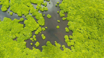 Mangrove rainforest with green trees in the sea water, aerial view. Tropical landscape with mangrove grove.