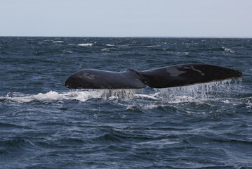 Baleine franche australe (Eubalaena australis) - Argentine, péninsule Valdes, puerto piramides -...