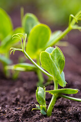 sprouts of young peas in a field in rows